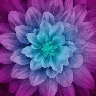 Dream Big by Jeanie Sumrall-Ajero